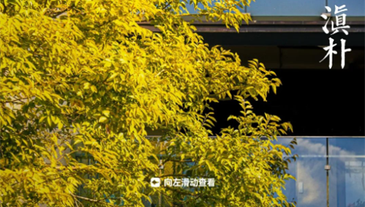 新利luck18精彩生涯指南 | 观叶篇 NO003